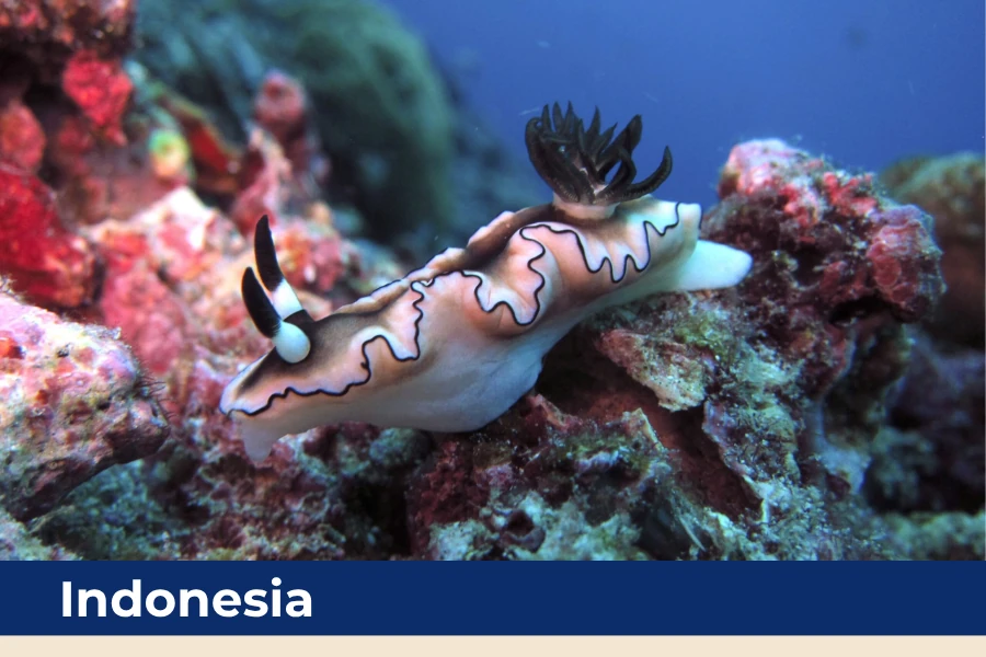 Scuba diving destination in Indonesia with colorful coral reefs and marine life.
