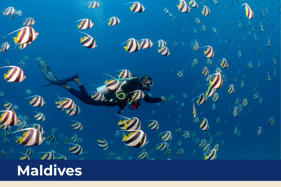 Scuba diving in the Maldives with tropical reefs and abundant marine life.