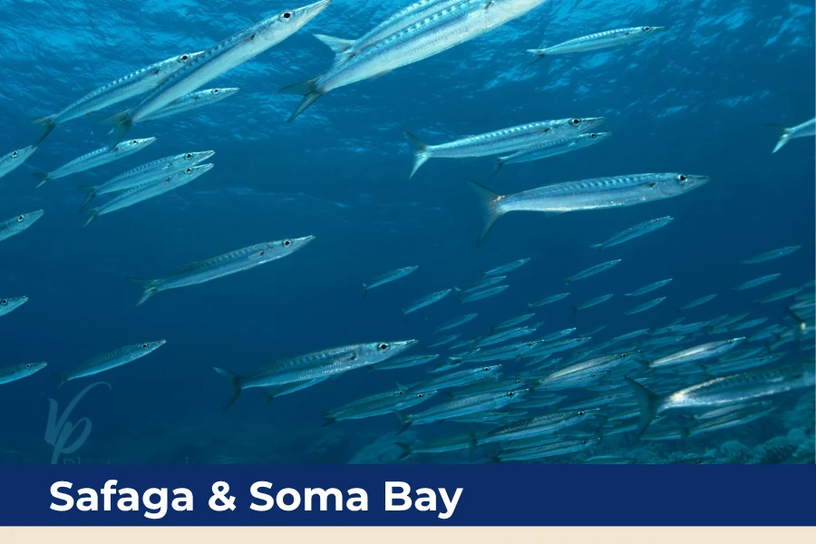 School of barracuda in Safaga and Soma Bay, Egypt